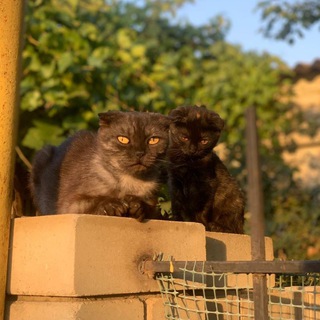 Аватар ЛЕЧ ФАК лекции 5 курса