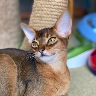 Аватар Telegram-канала Абиссинские котята Питомник Leo Minor CFA,Санкт-Петербург