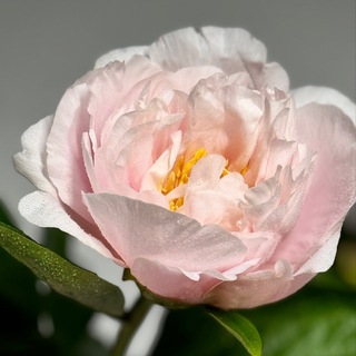 Аватар Telegram-канала LID’S GARDEN | Растения и цветы для флористов