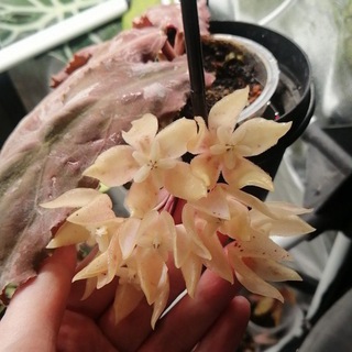 Аватар 🍃ЦВЕТОЧНАЯ тропинка: Путешествуем, Творим, Вяжем