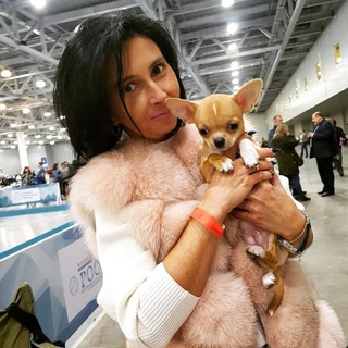 Аватар Питомник чихуахуа Li. Vanstep