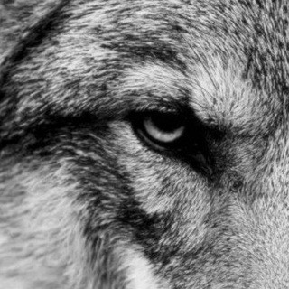 Аватар ЛОГОВО ВОЛКА Интернет-магазин амулетов и талисманов