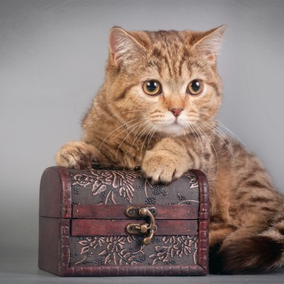 Аватар Telegram-канала Вязание. Спицы. Крючок. Сундучок со схемами.