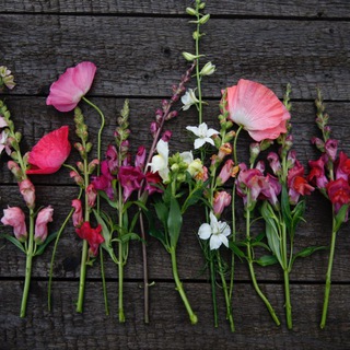 Аватар Telegram-канала MadameJustus.Garden