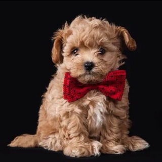 Аватар Telegram-канала Maltipoo Moscow щенки Мальтипу
