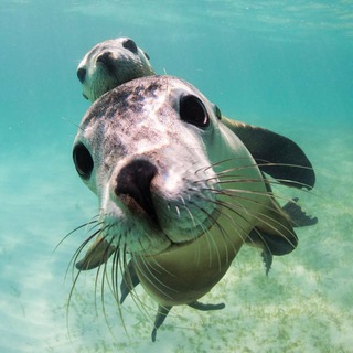 Аватар Telegram-канала Морские Животные 🎄