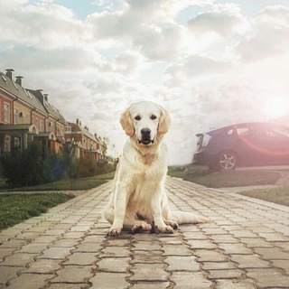 Аватар Telegram-канала ЖК «Мечта»: база данных животных