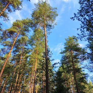 Аватар Беседы с Учителем. Отшельник