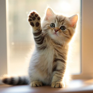 Аватар Telegram-канала Мех и забавное: Выходки животных