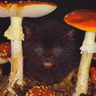 Аватар Telegram-канала мои сраные кошки