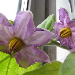 Аватар Telegram-канала МЕТА КОУЧИНГ