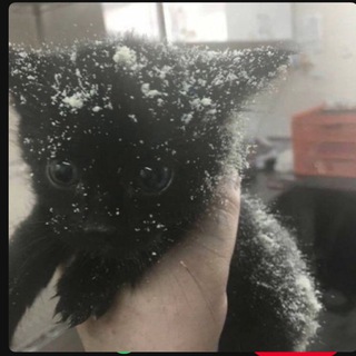 Аватар Telegram-канала милые котята^^|фото и видео♡♡|