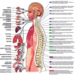 Аватар Telegram-канала Беседы со спиной (психосоматика)