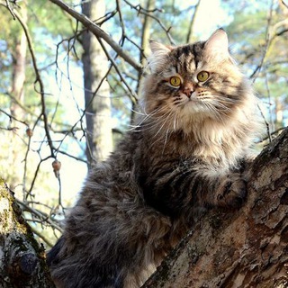 Аватар Telegram-канала Siberiancats — Сибирские кошки — астролог с котиками