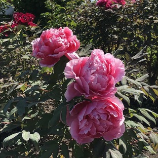 Аватар Telegram-канала Эниси, сад дружбы и культурного обмена