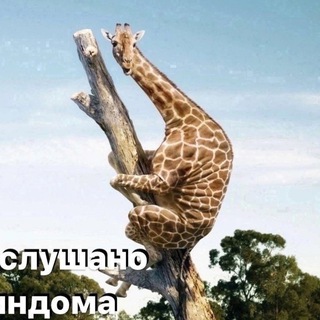 Аватар Telegram-канала Подслушано | Няндома 🇷🇺