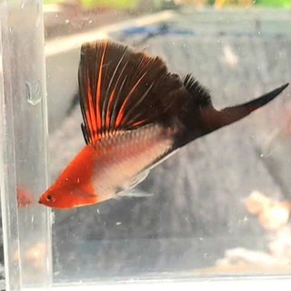 Аватар Telegram-канала Cool fish. Аквариумистика. Новинки и редкости