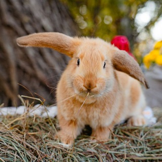 Аватар Telegram-канала Кролики продажа, прокат, консультация🐰❤🤗