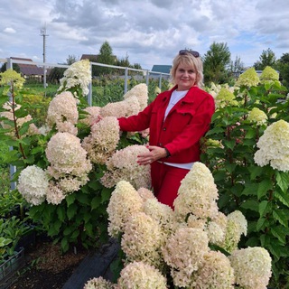 Аватар Наталья Пугачёва. Саженцы гортензии