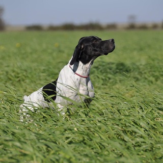 Аватар Telegram-канала НАТАСКА ЛЕГАВЫХ СОБАК