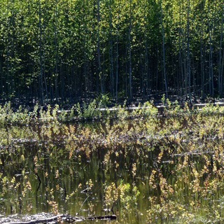 Аватар Telegram-канала Королевская рыбалка.