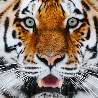 Аватар Telegram-канала Тигрята — вакансии про контент