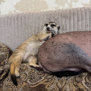 Аватар Telegram-канала Уголок русского языка и литературы