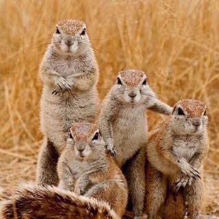 Аватар Telegram-канала Оппозиция Удмуртии