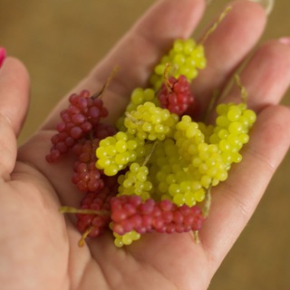 Аватар Telegram-канала Овощи в ладошке