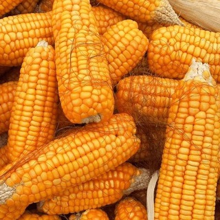 Аватар Telegram-канала ОВСЧ. Обсуждение вопросов