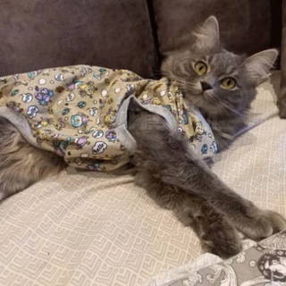 Аватар Telegram-канала Домашняя передержка котов/кошек у Алёны🐾🐈