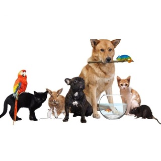 Аватар Telegram-канала Животные|Объявления|Кропоткин 🐕‍🦺🐈🐠🐍🐢🐇🐁🐀🦔🦜