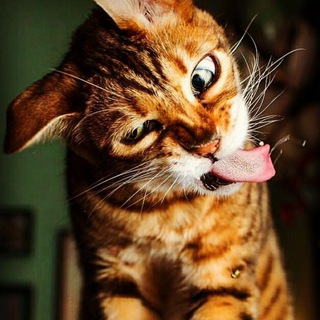 Аватар Telegram-канала Коты и кошки наши домашние животные