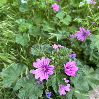 Аватар Telegram-канала Лечение без лекарств