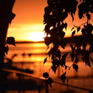 Аватар Telegram-канала Газета Плёсские Ведомости