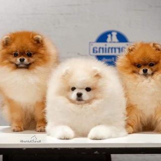 Аватар Продажа ПОРОДИСТЫХ ЖИВОТНЫХ!!! ПОМЕРАНСКИХ ШПИЦ И ДР.