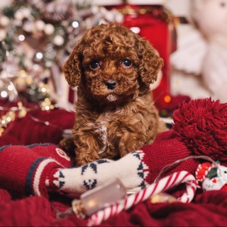 Аватар Пудели и мальтипу 🐾 ПУДЕЛЬ И ТОЧКА 🐶