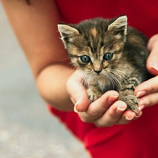 Аватар Telegram-канала Пристрой кота (г.Рубцовск),помощь бездомным животным.