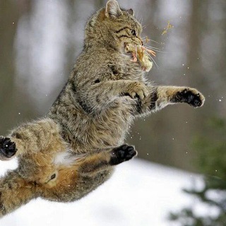 Аватар Помою пряники. Житомир