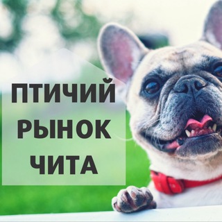 Аватар Telegram-канала ПТИЧИЙ РЫНОК ЧИТА