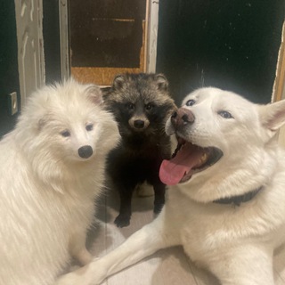 Аватар Telegram-канала Зооквартира «Пушистый дурдом»