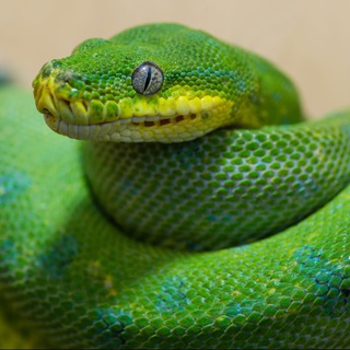 Аватар Разъяснивший Python