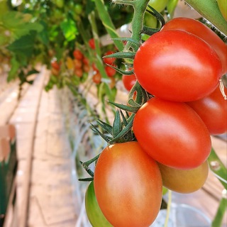 Аватар Telegram-канала Работа/Подработка ТК Тульский