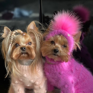 Аватар Telegram-канала ranetka_15 одежда для собак