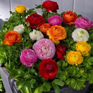 Аватар Telegram-канала Ранункулюс инструкция