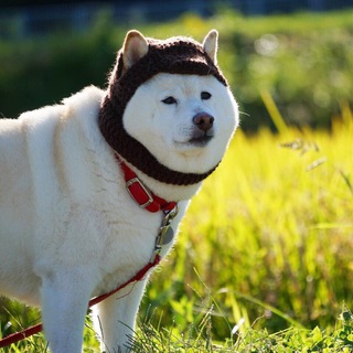 Аватар Telegram-канала Рэп-цитаты и собаки