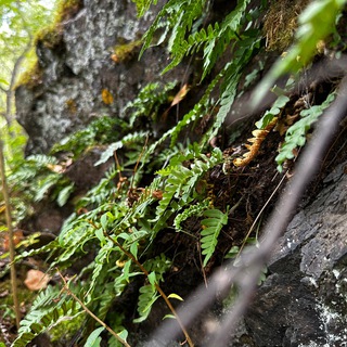 Аватар Telegram-канала Родовые Травы 🍃 | Натуральная медицина