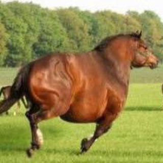 Аватар Telegram-канала ржачные приколы