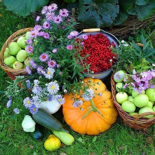 Аватар Telegram-канала «Сад и огород»