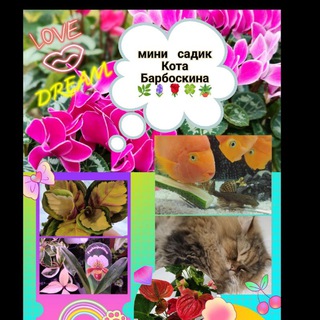 Аватар Telegram-канала Мини ☘садик Кота Барбоскина🪴